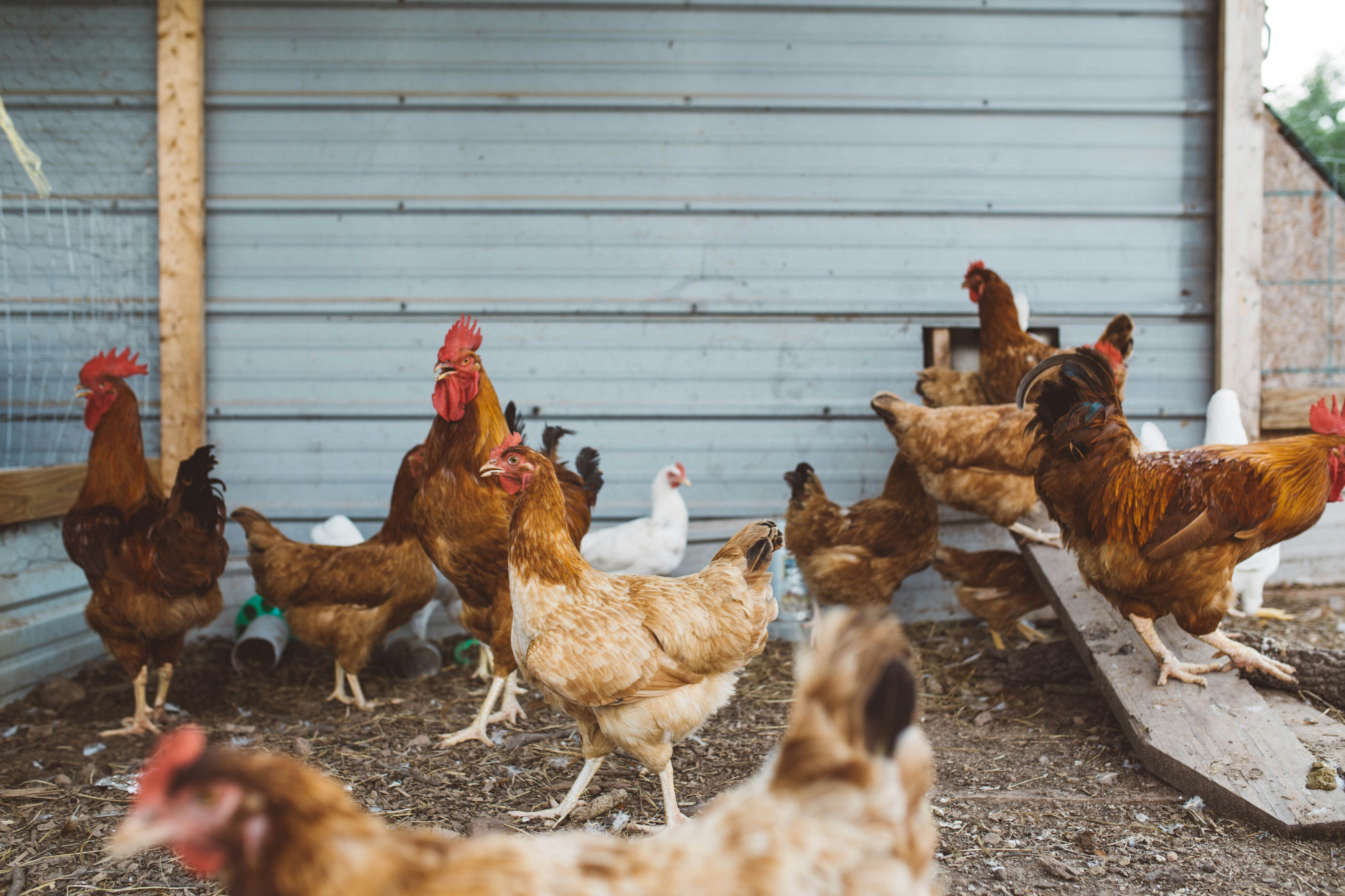 Poultry Farming